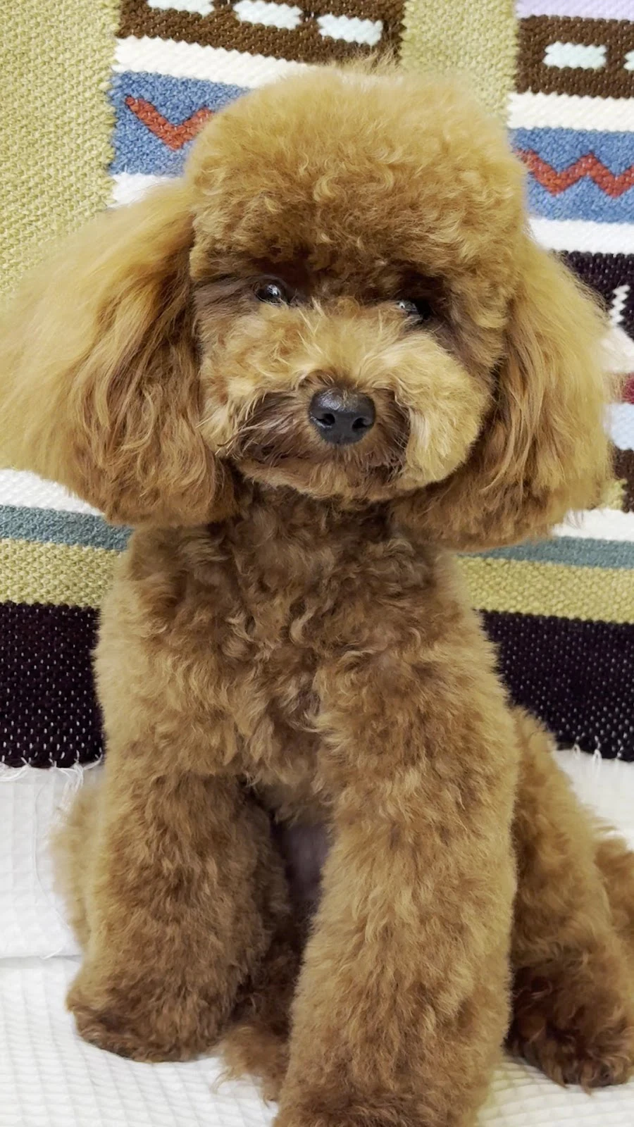 Centro de formacion y peluqueria canina Don Gaucho Grooming & School